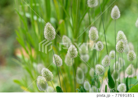猫じゃらしのようなラグラスの穂の写真素材 猫じゃらしのようなラグラスの穂の写真素材