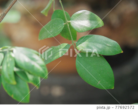 川口グリーンセンターのスターフルーツ 川口グリーンセンターのスターフルーツ 77692572