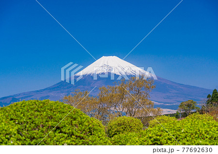 （静岡県）新緑の山中城址公園、富士山 77692630