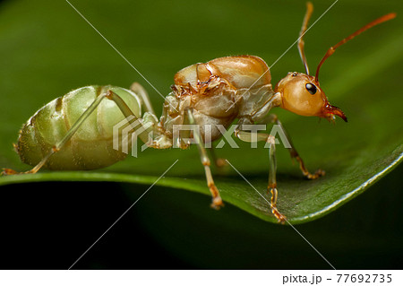Super macro photo of Weaver ants queen on green leaf background. 77692735