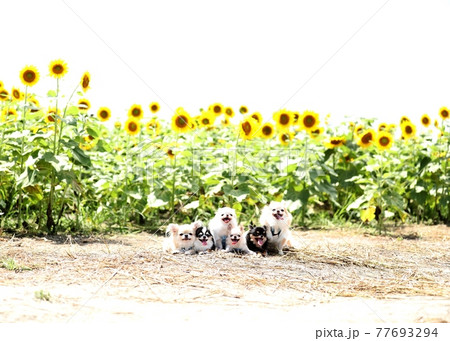 チワワ チワワ 77693294