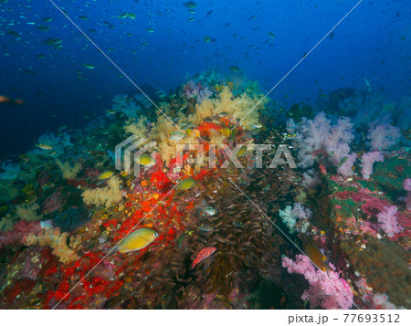 ソフトコーラルと小さな海水魚の群れ (リチェリューロック、スリン海洋国立公園、タイ王国) 77693512