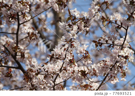 エゾヤマザクラ オオヤマザクラ ベニヤマザクラ 北海道の桜 エゾヤマザクラ オオヤマザクラ ベニヤマザクラ 北海道の桜 77693521