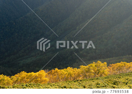 大雪山　ダケカンバの黄葉 77693538