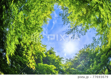 新緑もみじのイメージカット　レンズフレア　神奈川県宮ヶ瀬湖畔園地 77693679
