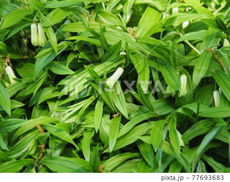 川口グリーンセンターのホウチャクソウ 77693683