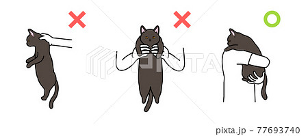 猫の抱っこの仕方 良い例と悪い例 黒猫のイラスト素材
