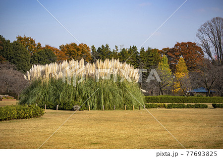 【東京都】秋の神代植物公園　芝生広場とパンパスグラス 77693825