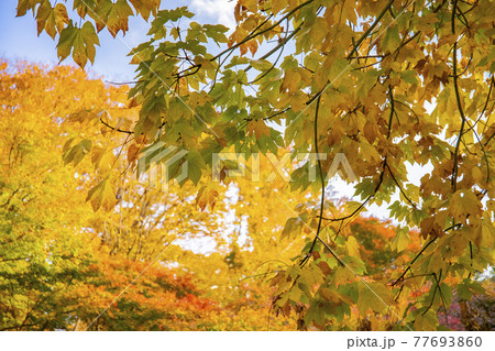 紅葉のユリノキ 77693860