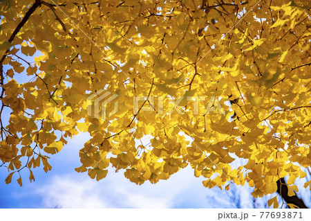 イチョウの黄葉 77693871