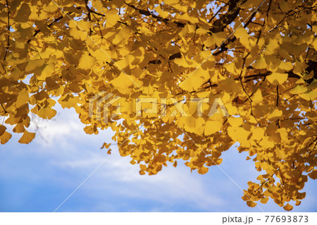 イチョウの黄葉 77693873