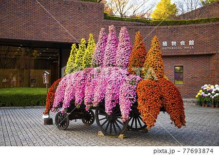 【東京都】秋の神代植物公園 神代花車 【東京都】秋の神代植物公園 神代花車 77693874