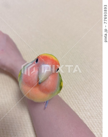 コザクラインコ コザクラインコ 77693893