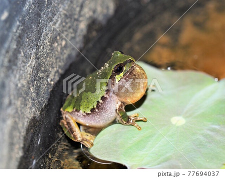 ニホンアマガエル ニホンアマガエル 77694037