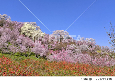 花見山 花見山 77694346