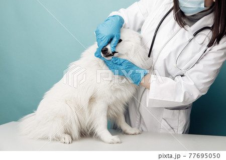 Veterinary checks the teeth dog on the table in vet clinic, pet care concept Veterinary checks the teeth dog on the table in vet clinic, pet care concept 77695050
