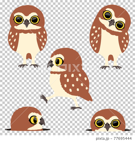 鳥 フクロウ ふくろう 77695444
