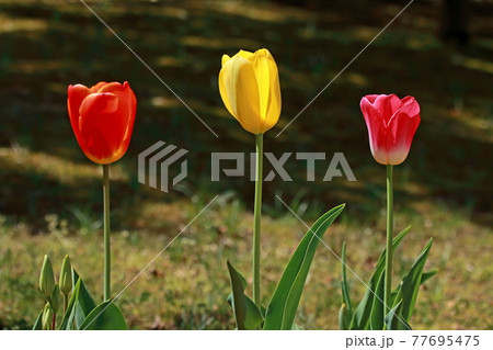 三本並んだチューリップ 三本並んだチューリップ 77695475