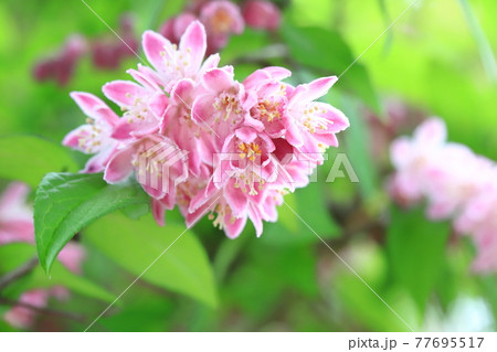 ピンク色のウツギ 77695517