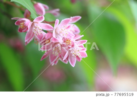 ピンク色のウツギの写真素材