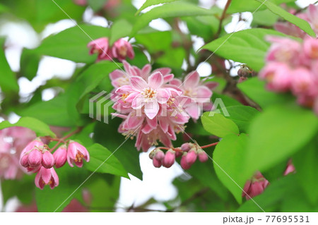 ピンク色のウツギの写真素材