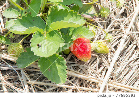 5月の家庭菜園（熟した苺） 77695593