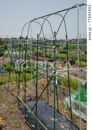 5月の家庭菜園(夏野菜用の支柱) 5月の家庭菜園(夏野菜用の支柱) 77695602