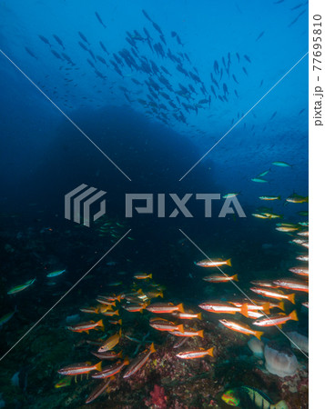 岩礁に集まる様々な海水魚 (リチェリューロック、スリン海洋国立公園、タイ王国) 岩礁に集まる様々な海水魚 (リチェリューロック、スリン海洋国立公園、タイ王国) 77695810