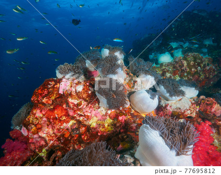 群生するイソギンチャクと小さな海水魚の群れ (リチェリューロック、スリン海洋国立公園、タイ王国) 77695812