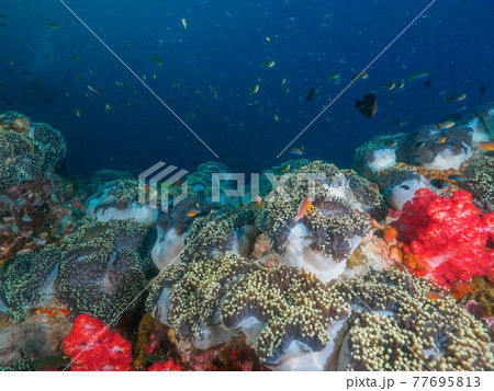 群生するイソギンチャクと小さな海水魚の群れ (リチェリューロック、スリン海洋国立公園、タイ王国) 群生するイソギンチャクと小さな海水魚の群れ (リチェリューロック、スリン海洋国立公園、タイ王国) 77695813