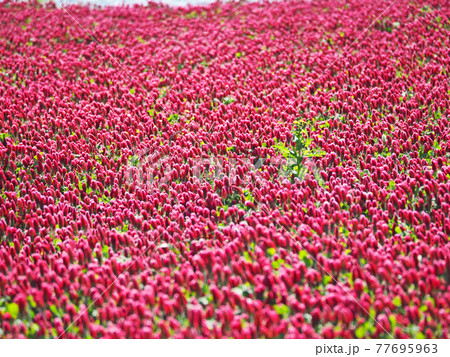 S可愛い草花ストロベリーキャンドルで赤いじゅうたんになったお花畑の写真素材