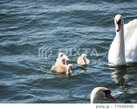 池で泳ぐ白鳥と誕生した子供の仲良し家族 池で泳ぐ白鳥と誕生した子供の仲良し家族 77696006