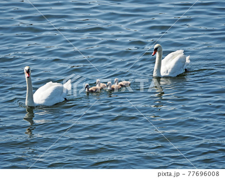 池で泳ぐ白鳥と誕生した子供の仲良し家族 77696008
