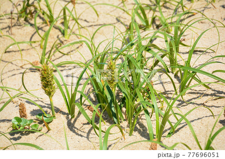 海岸の砂浜に群生する海浜植物コウボウムギ 海岸の砂浜に群生する海浜植物コウボウムギ 77696051