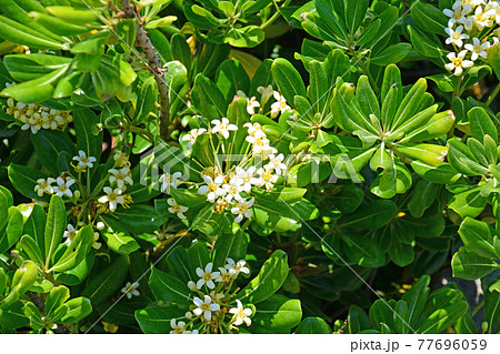 海辺の常緑低木白い小花が咲くトベラの写真素材