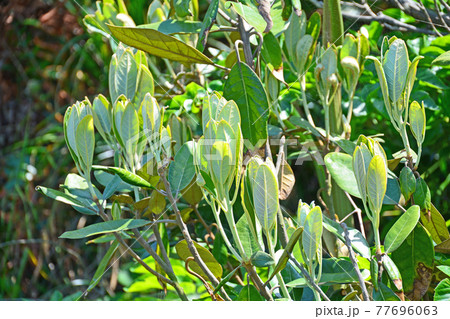 海岸に生える常緑樹ハマビワの木 77696063