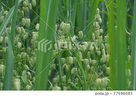 コバンソウ 77696085