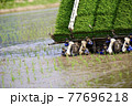 田植え作業 77696218