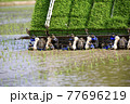 田植え作業 77696219