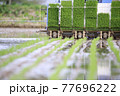 田植え作業 77696222