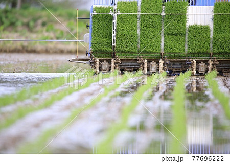 田植え作業 77696222