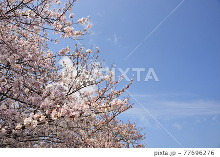 【神奈川】横須賀　走水の桜 77696276