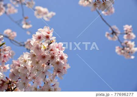 【神奈川】横須賀　走水の桜 77696277