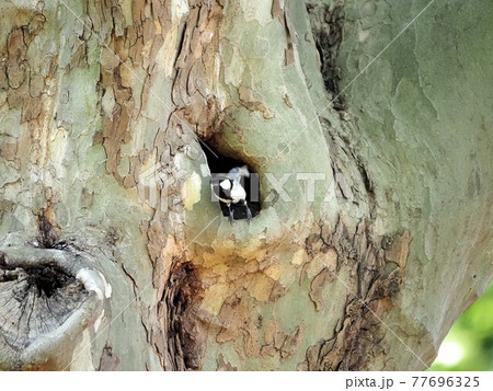 都市公園のシジュウカラ巣穴 77696325