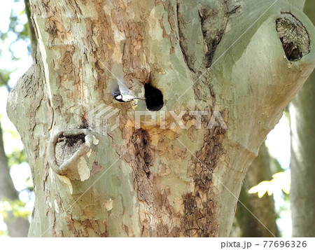 都市公園のシジュウカラ巣穴 都市公園のシジュウカラ巣穴 77696326