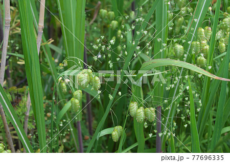 コバンソウとヒメコバンソウ 77696335