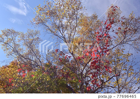 妙高笹ヶ峰高原、晴れた高層雲がかかり、黄葉した木に絡む真っ赤な蔦の紅葉を撮る 妙高笹ヶ峰高原、晴れた高層雲がかかり、黄葉した木に絡む真っ赤な蔦の紅葉を撮る 77696465