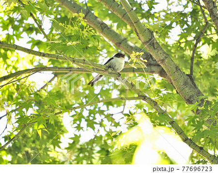 都市公園のエナガ幼鳥 77696723