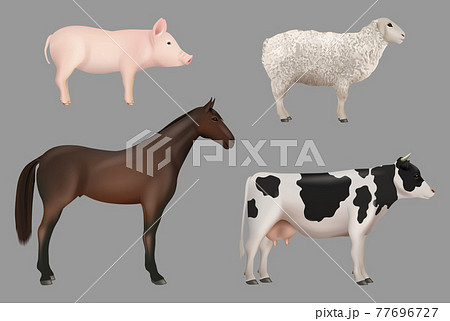 Farm animals. Domestic cow with milk pig horse sheep decent vector realistic animals collection 77696727