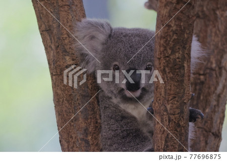コアラ 77696875